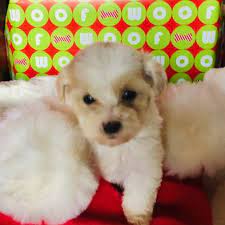 Puppies For Sale Near Me Find Your Puppy Vip Puppies Puppies Maltipoo Puppy Cute Puppies