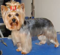 Yorkie Haircuts Yorkie Hair Styles Yorkie Haircuts Yorkie Hairstyles Yorkshire Terrier Puppies