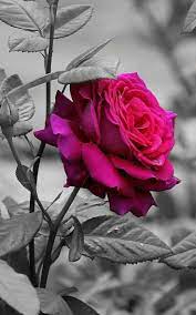 Pin By Lyudmila On Rosas De Todas As Cores Beautiful Rose Flowers Rose Wallpaper Beautiful Roses