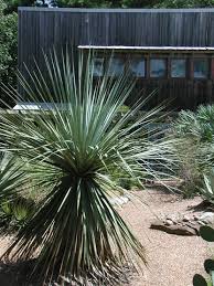 Image result for Nelsonia smithii