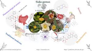 Image result for Sida veronicifolia
