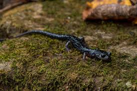 Image result for Pycnostachys orthodonta