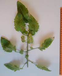 Image result for Septoria leaf spot of tomato