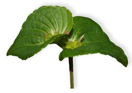 Image result for Acalypha paucifolia
