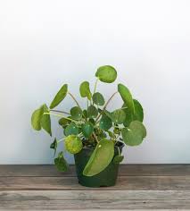 Besides, the chinese money plant is also effective in regulating the air in the room, creating a cool and airy space to make a pleasant feeling for the room. Chinese Money Plant
