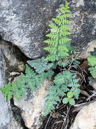 Image result for Cheilanthes multifida