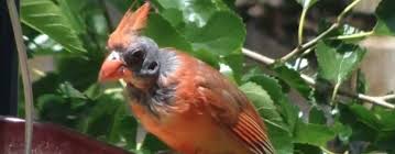 Red Bird With No Feathers On Head Solving The Mystery Of What Causes Bald Cardinals Farm And Dairy