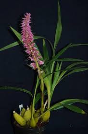 Image result for Lessertia macrostachya