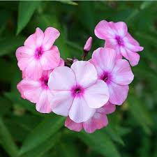 Image result for Phlox paniculata `Bright Eyes`