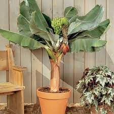 Dwarf banana tree, dwarf cuban red, dwarf cavendish, giant cavendish, williams hybrid, gran overwintering dwarf banana trees outdoors. Dwarf Cavendish Banana Tree Plantingtree