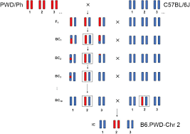 Determination of contractor's employment under pwd 203a (rev. Chromosome Wide Distribution And Characterization Of Intersubspecific Meiotic Noncrossovers In Mice Biorxiv