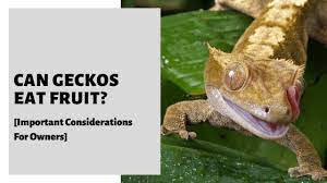 Can Geckos Eat Fruit Important Considerations For Owners