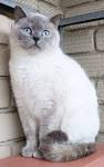 British Shorthair - Wikipedia