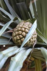 Image result for Pandanaceae