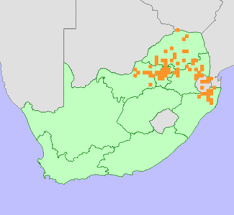 Image result for Agelanthus natalitius