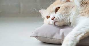 If you think your cat has fluid retention, it is important it see a vet immediately. Eleven Things To Know About Cats With Kidney Failure