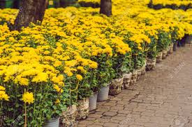 The petite sunny yellow flowers on 'sunbini' creeping zinnia are extremely heat tolerant. Yellow Flowers In Honor Of The Vietnamese New Year Lunar New Stock Photo Picture And Royalty Free Image Image 106591239