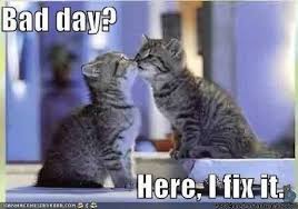Image Result For How To Cheer Someone Up After A Bad Day Cat Birthday Funny Cats Funny Cats