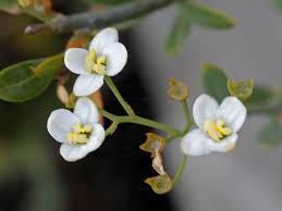 Image result for Montinia