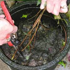 These are generally underground stems that act as organs helping the plant to store water and nutrients. How To Keep Pond Plants Safe Until Spring Easypro Pond Products