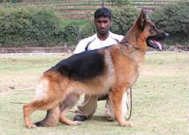 German Shepherd Photos Pictures German Shepherds Page 35 Llll➤ hundreds of beautiful animated dogs gifs, images and animations. photos pictures german shepherds