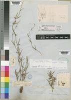 Image result for Fockea angustifolia