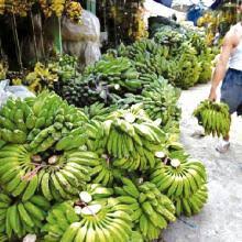 Secara umum pisang ini sama saja, yang membedakan mungkin hanya ukuran, rasa yang sedikit berbeda, dan beberapa kriteria lainnya. Denpasar Datangkan Pisang Dari Jawa Bali Tribune