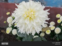 Equate white perennial flowers to flying in an airliner over the united states at night. White Guldavari Flower Image Photo Free Trial Bigstock