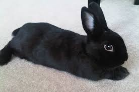 No need to register, buy now! Cute Rabbit Survey Uncovers Most Popular Bunny Face Nottingham Trent University
