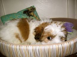 Check spelling or type a new query. Pin On Teddie Bear Dogs Like Dexter