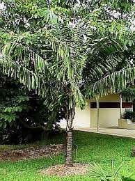 Image result for Aiphanes