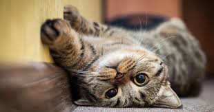 Check spelling or type a new query. Your Cat Meows Mostly For You