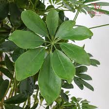 Image result for Eulalia polyneura