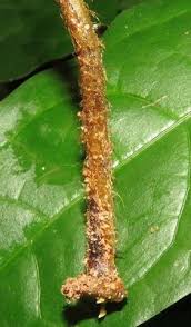 Image result for Triplophyllum