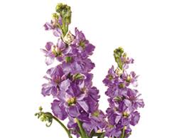 (purple iris is symbolic of wisdom and compliments. Discover The Language Meanings Of Flowers Teleflora