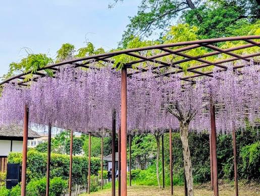 藤沢市内、新緑の新林公園に咲く藤‼️