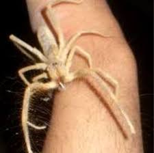 However, the sooner a person seeks help, the lower the chance that. Camel Spiders