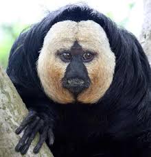 This style can be created by wrapping small sections of damp hair around folded aluminum foil. Types Of Monkeys Animal Pictures And Facts Factzoo Com