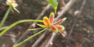 Image result for Pycreus flavidus