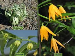 Image result for Colchicaceae