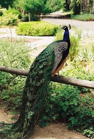 Perched Peacock By J Jacks1985 Via Flickr Tavus Kusu