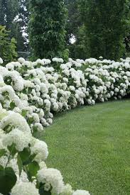 Stellarsky Photo Exquisite Gardens Hydrangea Garden Beautiful Gardens