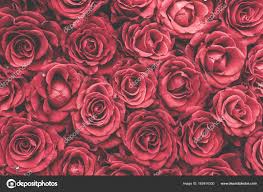 Grosse hochzeit blumen hintergrund wand fenster display requisiten. Wallpaper Rosen Posted By Ethan Sellers