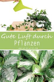 Pflanzen Im Schlafzimmer 9 Luftreiniger Helfen Beim Schlafen Schlafzimmer Pflanzen Pflanzen Pflanzideen