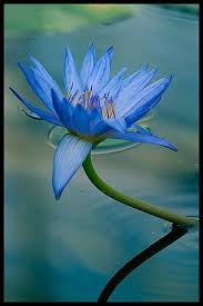 Dancingdakini Blue Lotus Flower Lotus Flower Meaning Blue Lotus