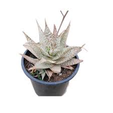 Image result for Aloe lateritia
