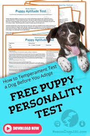 Pin On Puppy Training And Tricks