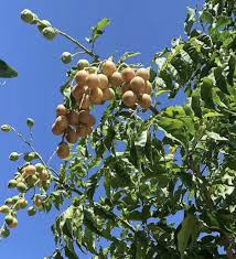 Image result for Clausena lansium