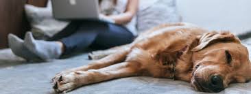 You can do this online if you only want to insure cats, or dogs, on the same policy. Waggel Blog Claiming On Pet Insurance How And When To Make A Claim