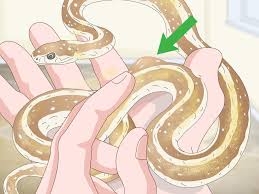 4 Ways To Take Care Of A Garter Snake Wikihow